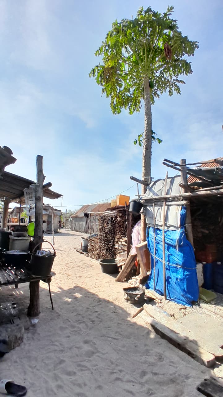 pohon pepaya di samping gudang