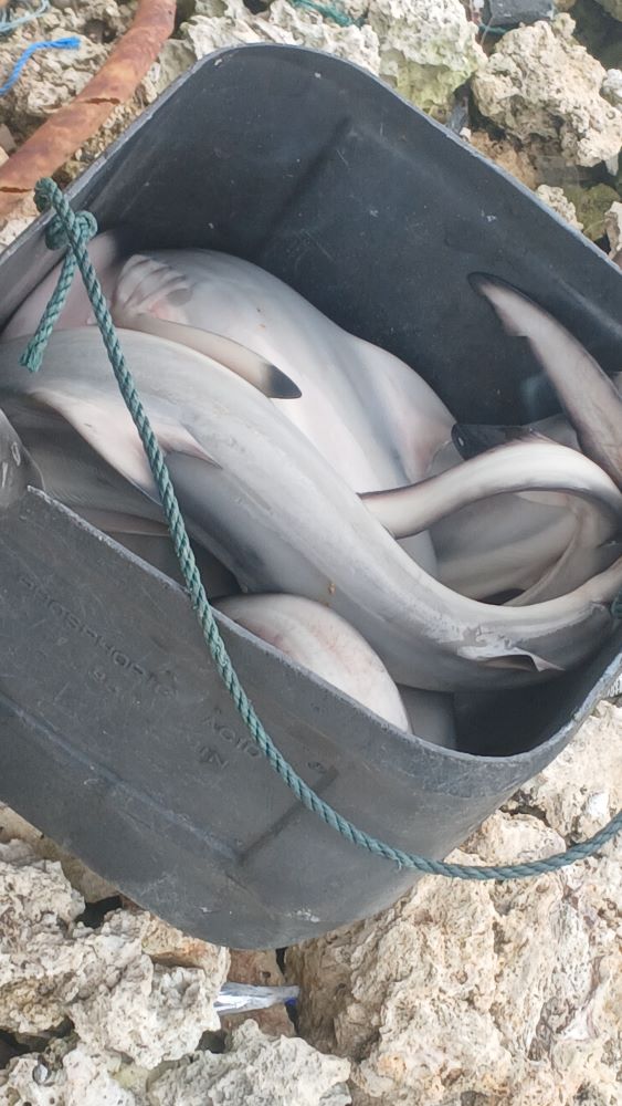 Sirip Hiu dan Seni Menjual Cerita anak hiu1 1