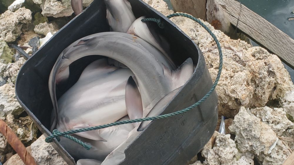 Sirip Hiu dan Seni Menjual Cerita anak hiu2