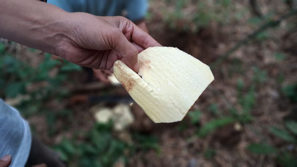 Ondo Tak Boleh Habis ondo kuning tipis dikupas 1