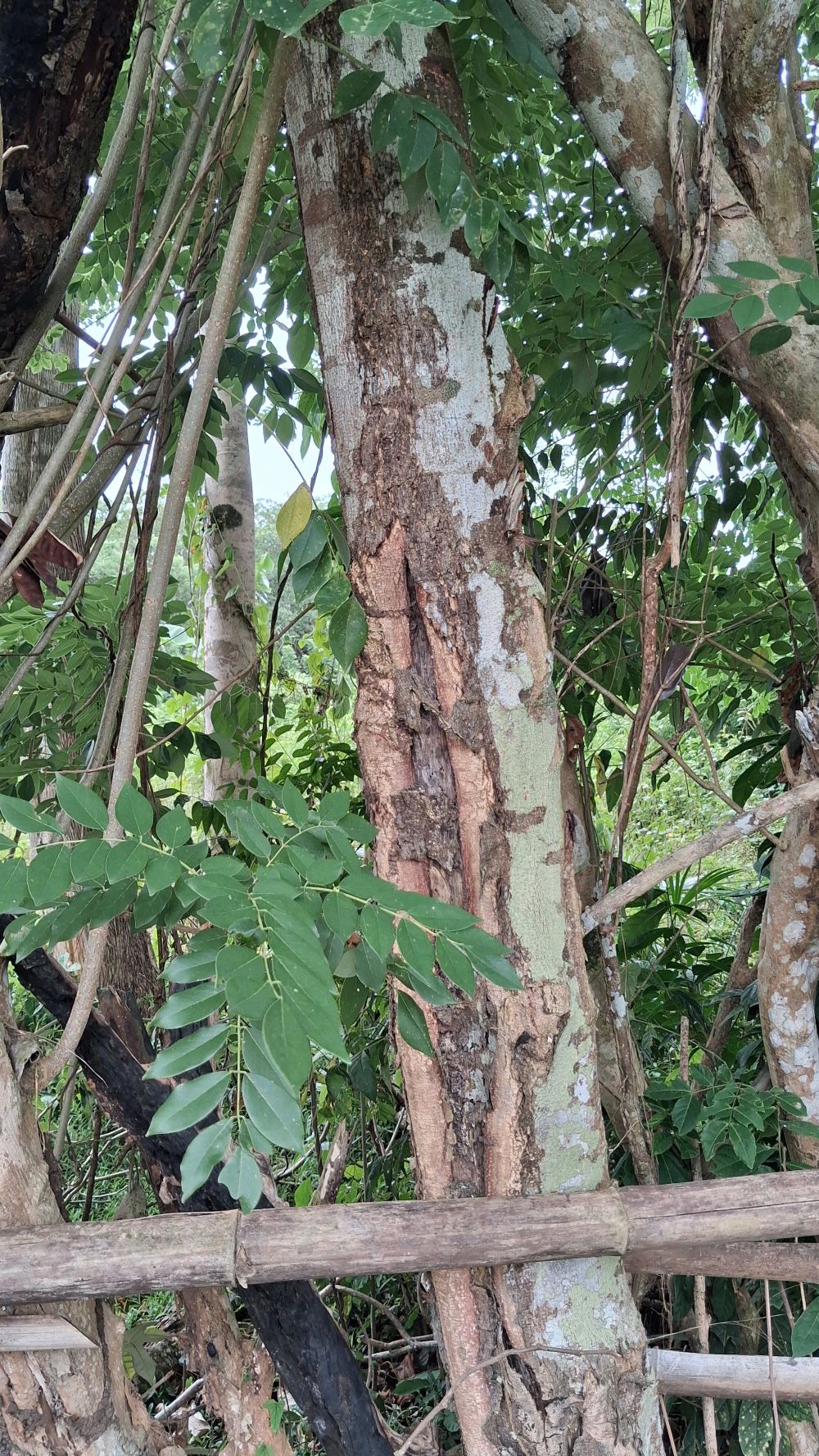 Ondo Tak Boleh Habis pohon wilalo 1